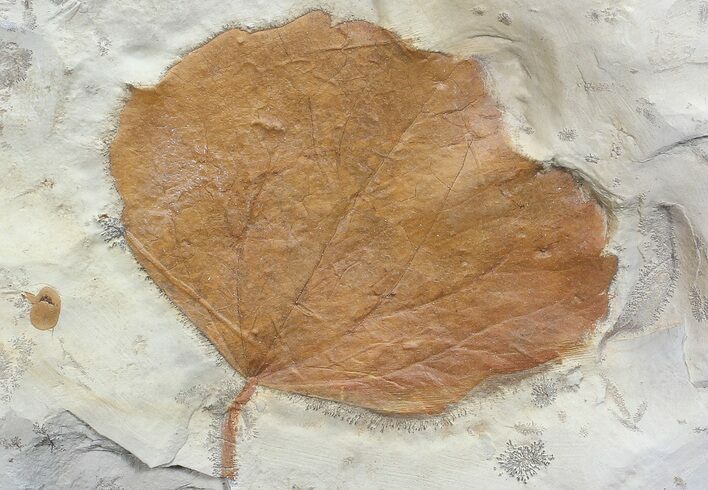 Detailed Fossil Leaf (Zizyphoides) - Montana #68115